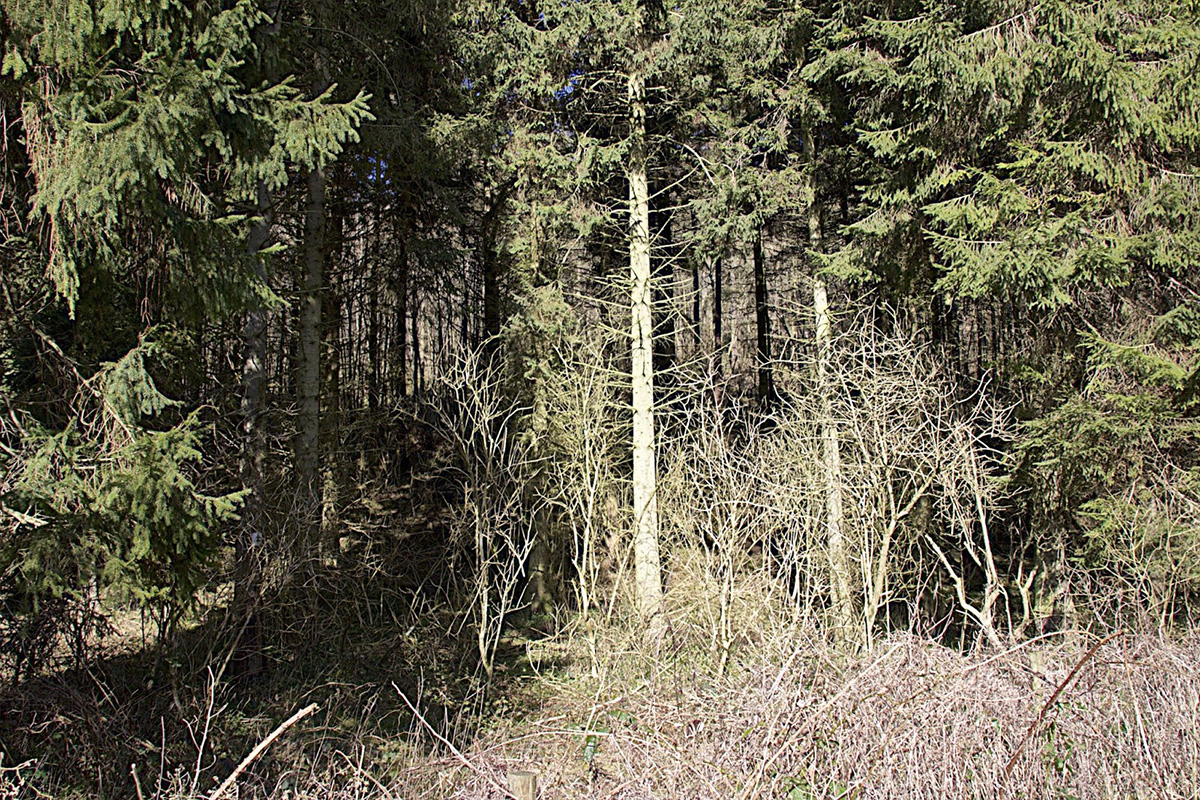 Brantingham Woods