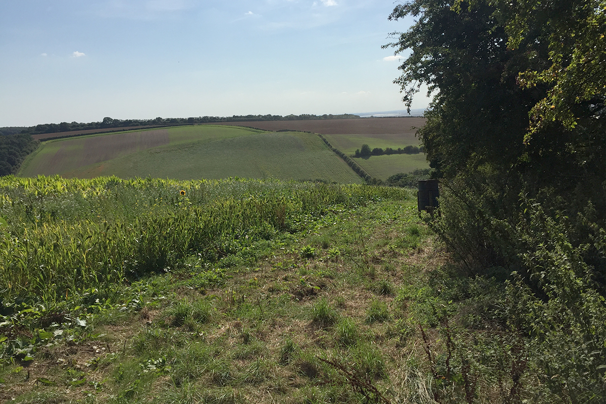 Drewton Game Crop