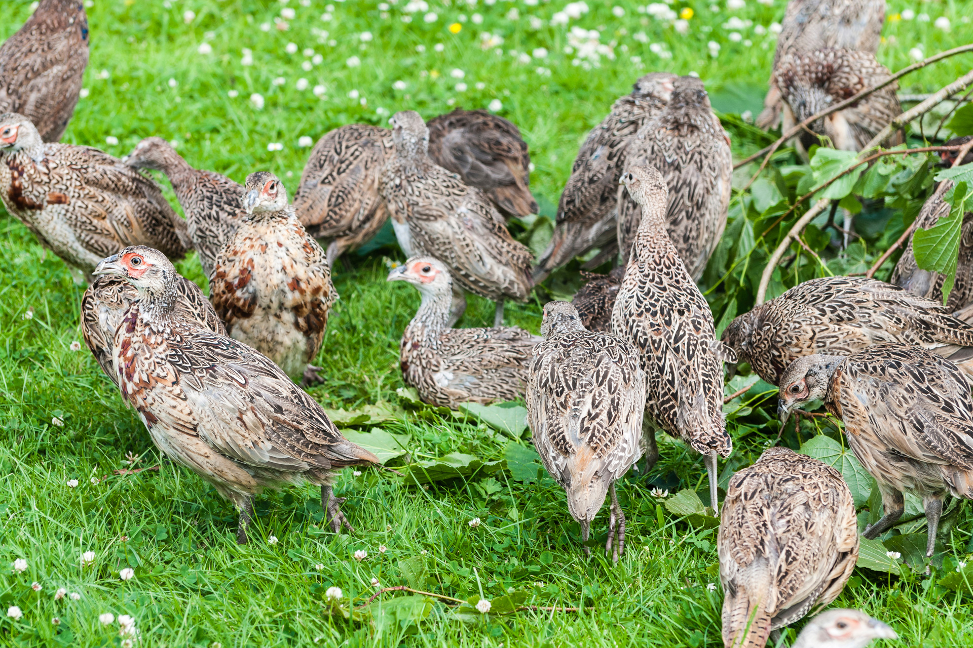 Partridge