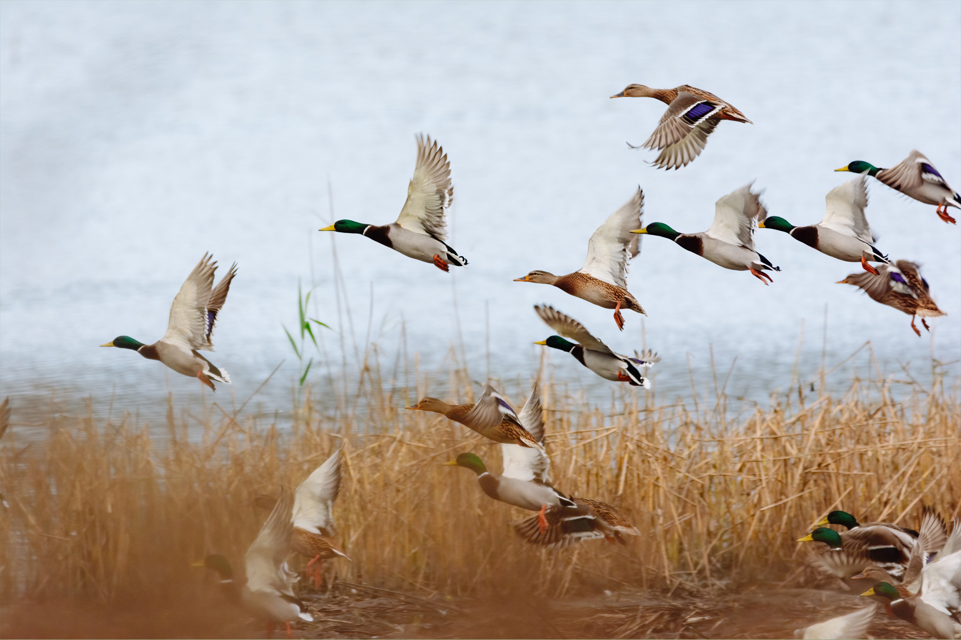 Mallards