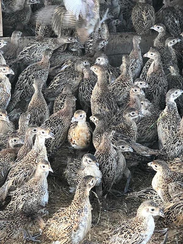 Partridges
