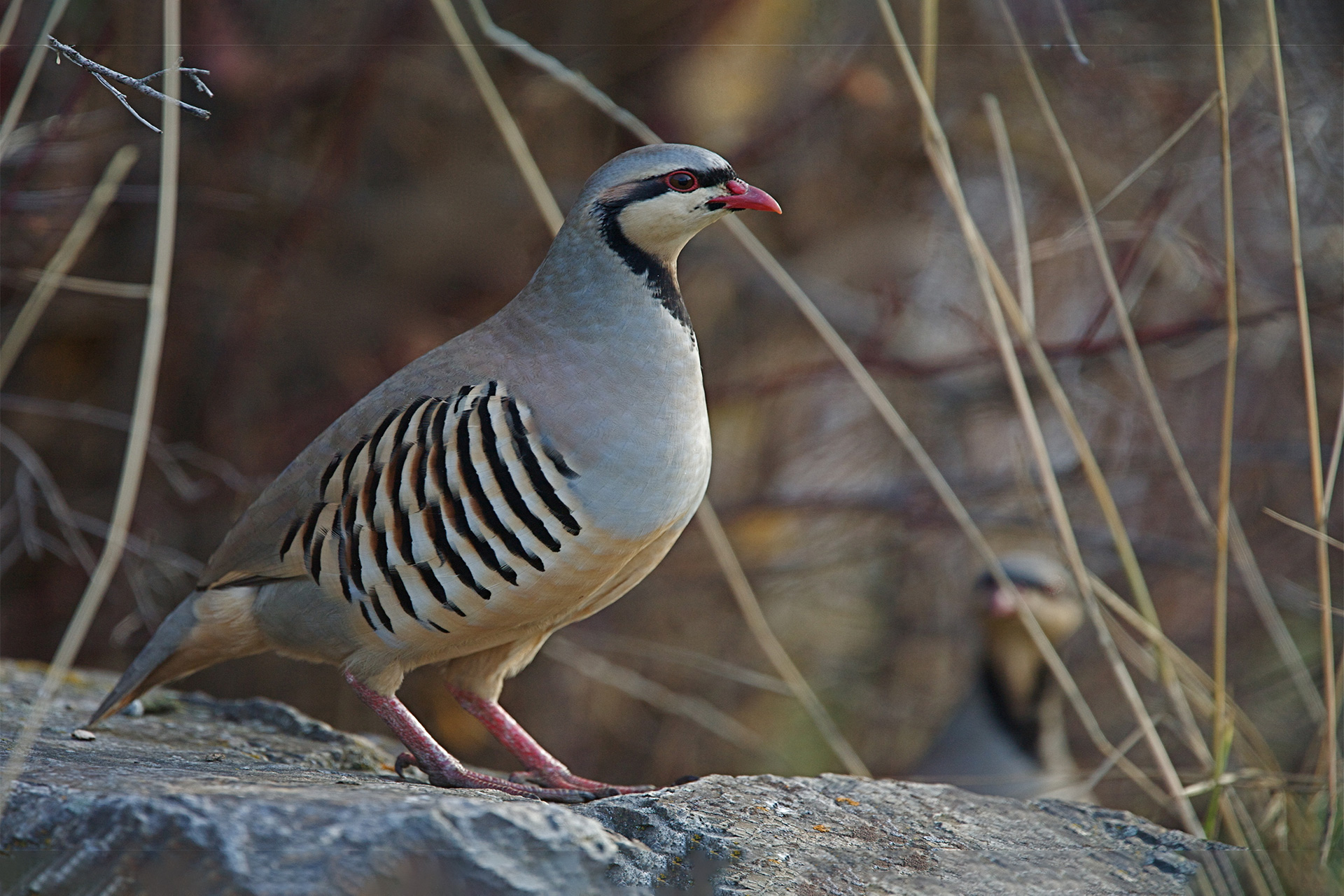 Partridges